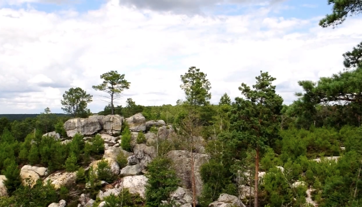 Une forêt et trois histoires de paysage
