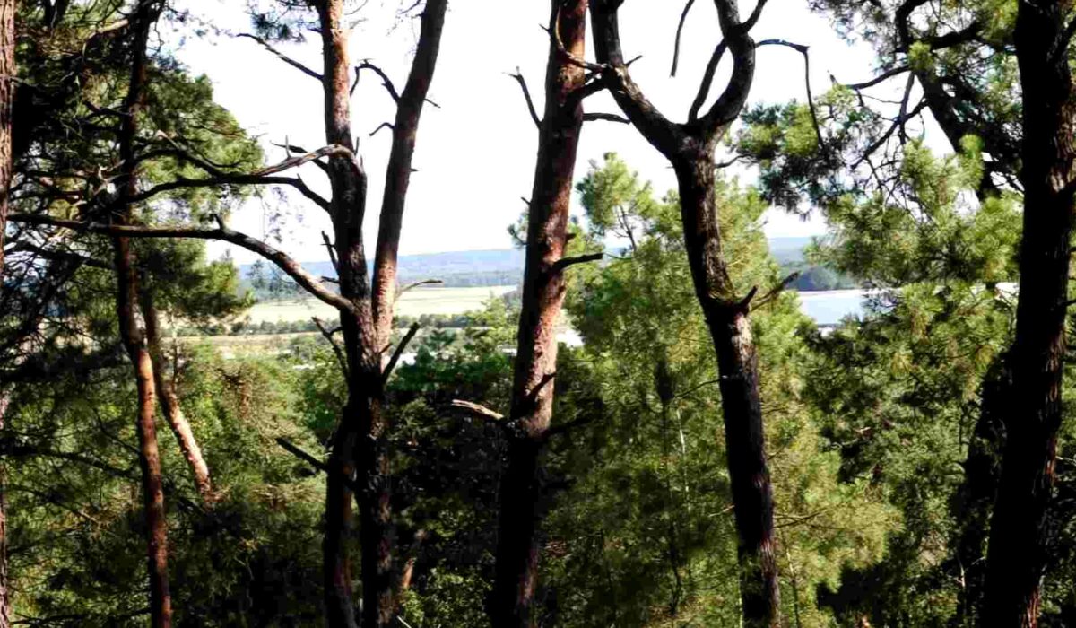 Une forêt et trois histoires de paysage