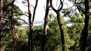 Lire la suite à propos de l’article Une forêt et trois histoires de paysage