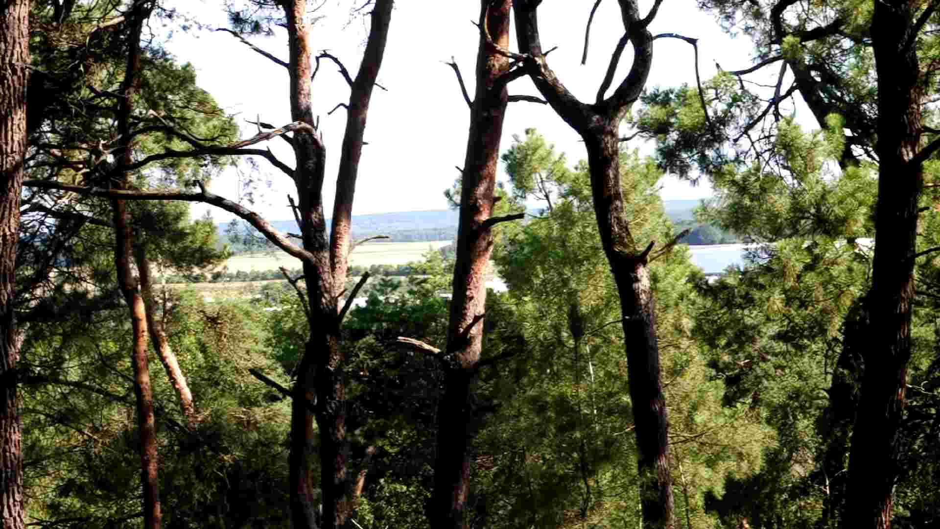 Lire la suite à propos de l’article Une forêt et trois histoires de paysage